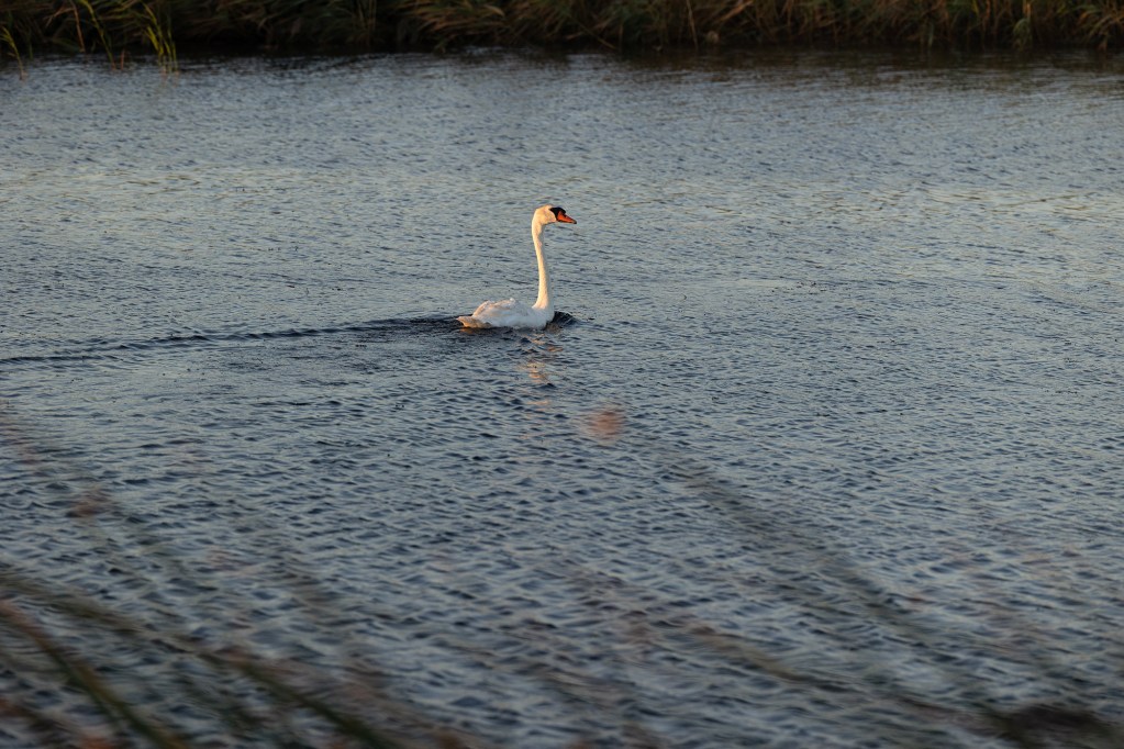 California's newest invaders are beautiful swans. Should hunters