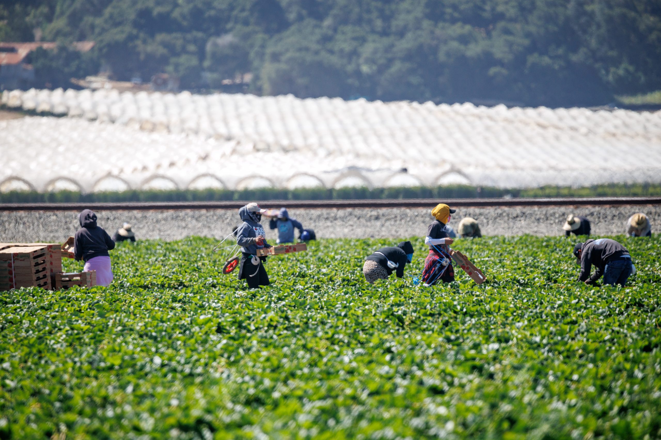 New report by UCSC researchers examines financial, social and legal hardships faced by farmworkers