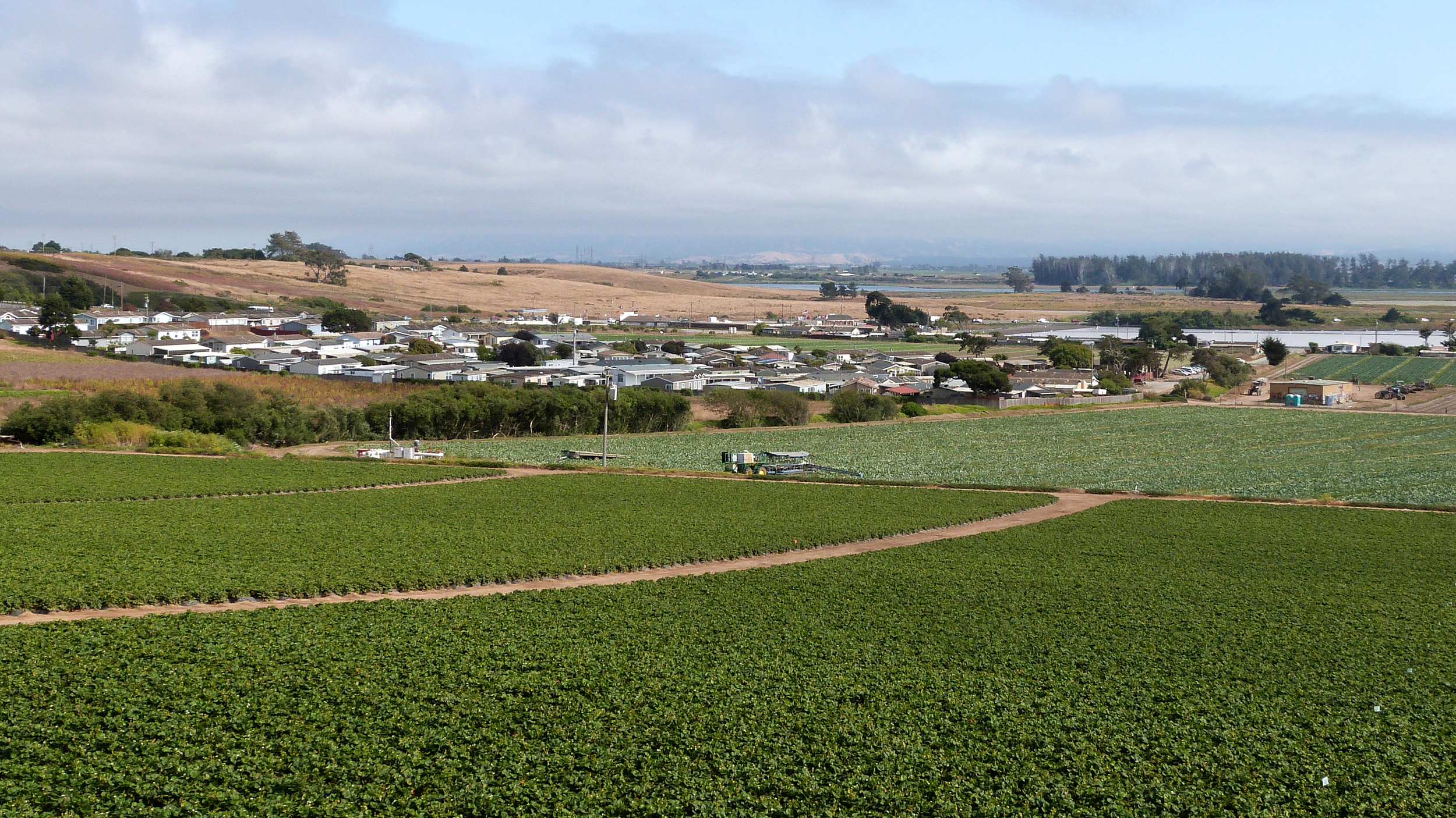Californians face stark disparities in pesticide exposure during pregnancy