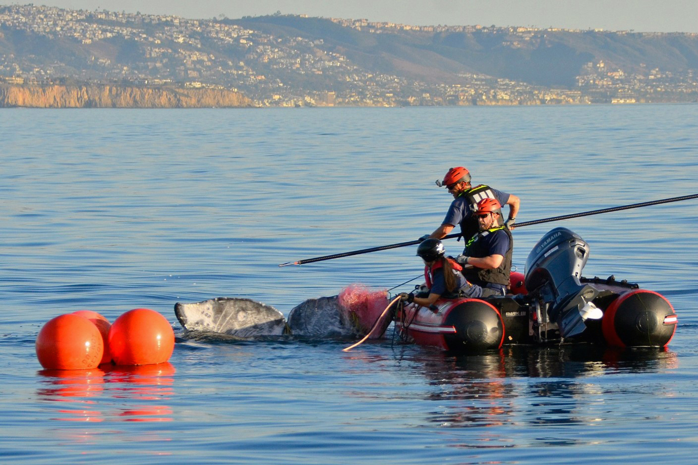 Whale entanglements in fishing gear surge off West Coast during marine heat waves
