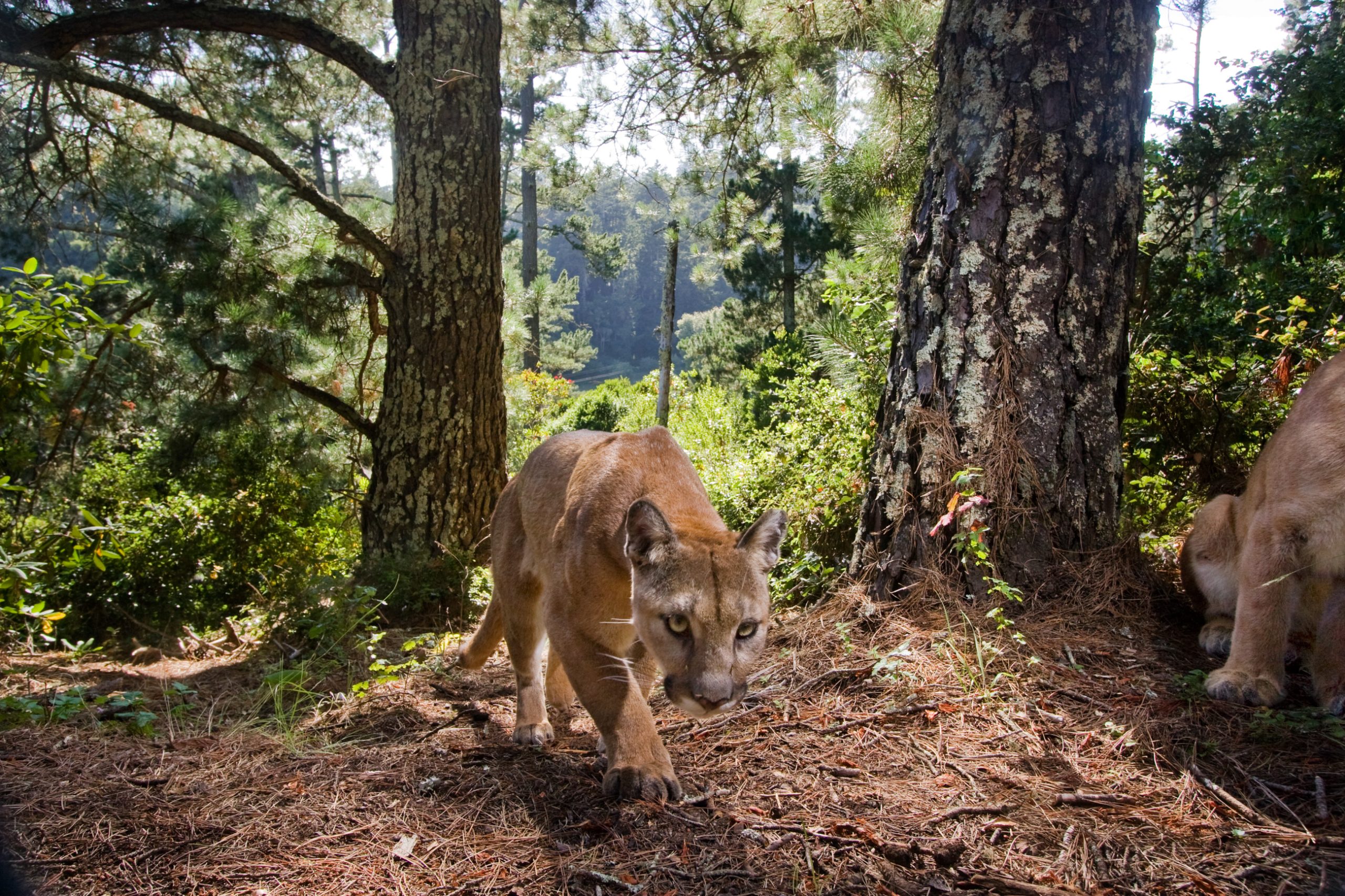 Big cats, bigger protections: Santa Cruz County mountain lions now listed as threatened