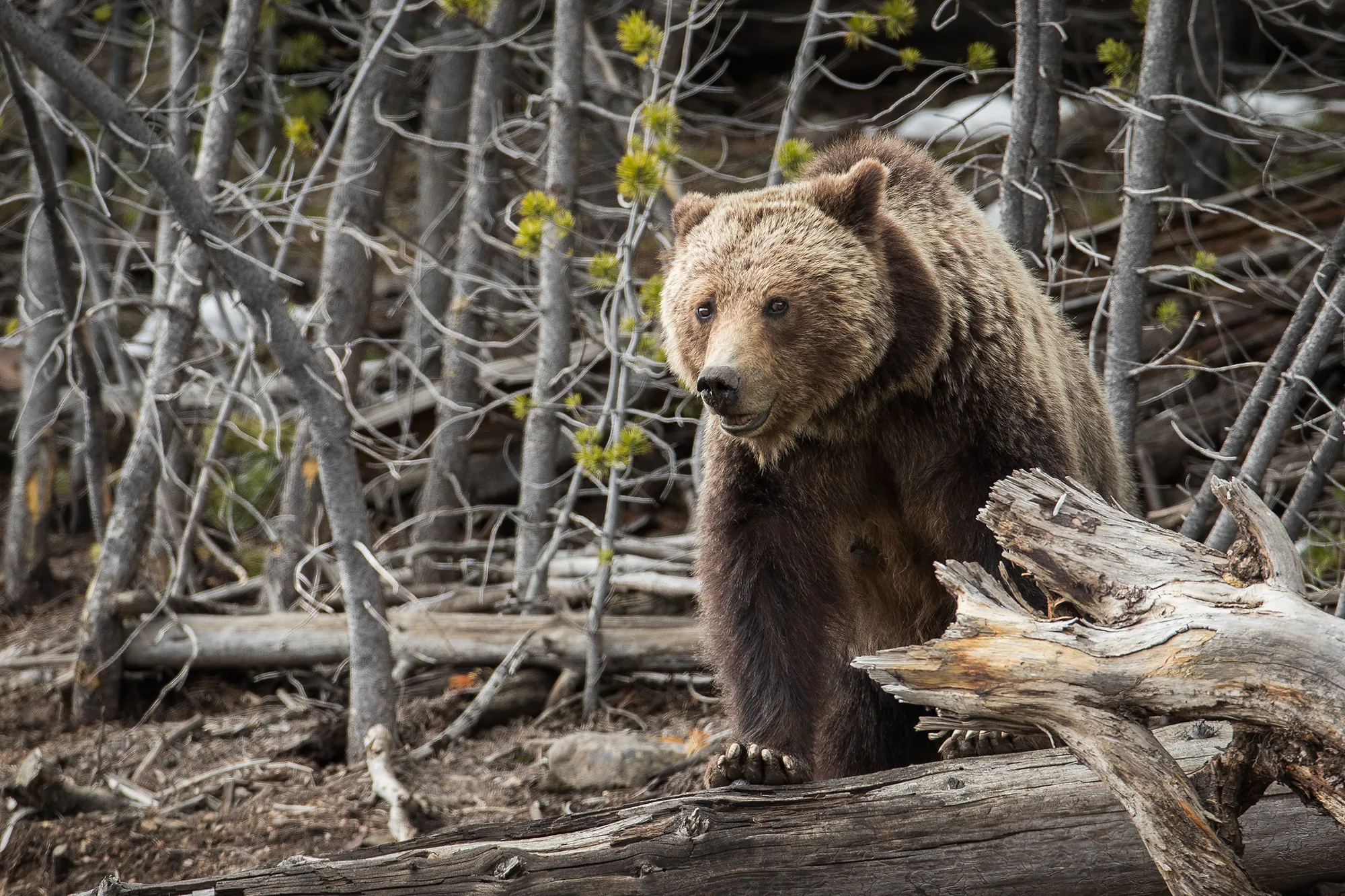 California Assembly committee rejects grizzly bear reintroduction study bill