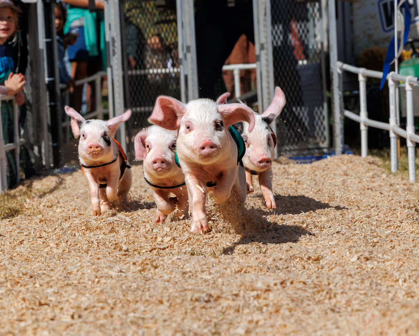 The tradition continues: Opening day at the Santa Cruz County Fair